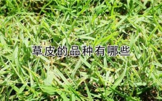 家用草皮足球推荐哪款好，家用草皮足球推荐哪款好用